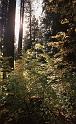 Vine Maple East Side 1990